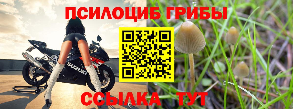 Галлюциногенные грибы Psilocybe  наркотики  Вход с VPN  Майкоп  Псилоцибиновые грибы GOLDEN TEACHER 